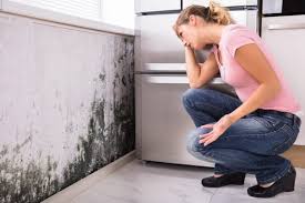 Best Emergency Mold Remediation  in Franklin Furnace, OH